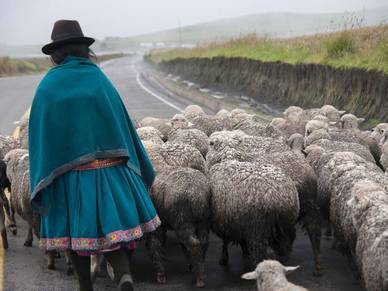 Schafe hüten, Spanisch Sprachschule Cuenca