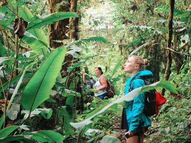Wanderung im Regenwald, Spanisch Sprachreisen für Erwachsene nach Costa Rica