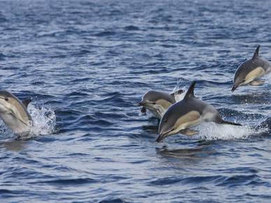 Delfine beobachten vor Schull, Englisch Sprachreisen für Erwachsene