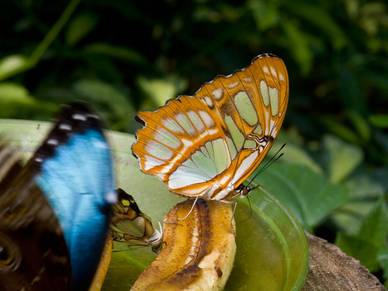 Schmetterlinge, Sprachreisen Costa Rica Coronado