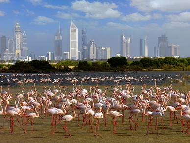 Flamingos, Arabisch Sprachreisen für Erwachsene