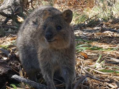 Quokka, tierischer Bewohner von Rottnest Island - Englisch Sprachreisen Perth 